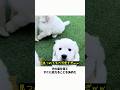 迎えに行ったらわんちゃんに選ばれた #犬 #癒し #可愛い犬 #犬動画 #今日のわんこ