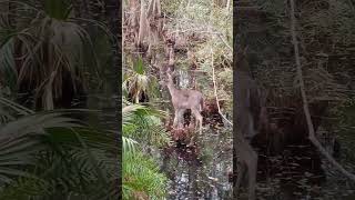 DEER IN SWAMPY AREA #shorts #veado #ciervo