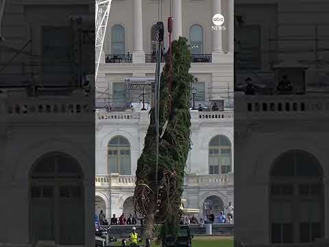 Video: Capitol-kerstboom in Washington, D.C