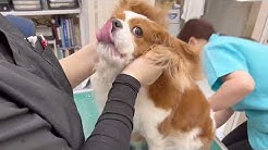 Mitsuike Animal Hospital Channel Youtube
