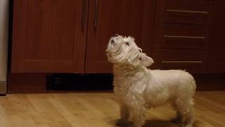 Skateboarding Westie