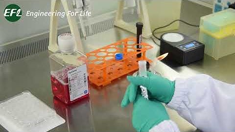 GelMA 3D Cell Culture