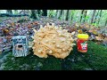 Trail camera leaving a peanut butter mountain in the woods