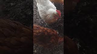 Clock In chicken nature asmr hen pets animals egg farming birds homesteading shorts