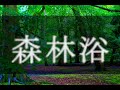 Shinrin-Yoku Forest bathing meditation, soothing images of trees through the seasons + ambient music