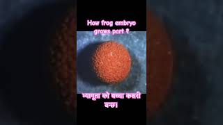 भ्यागुता को बच्चा कसरी बन्छ।How frog embryo grows part one foryou shorts viralvideo l