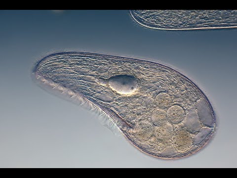 真核生物の原生動物の微生物学