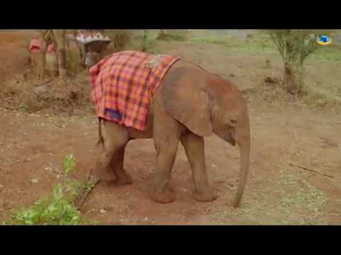 Vidéo: Orphelinat des éléphants Sheldrick, Nairobi : le guide complet