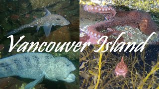 Species you will see diving off Vancouver Island, BC, Canada