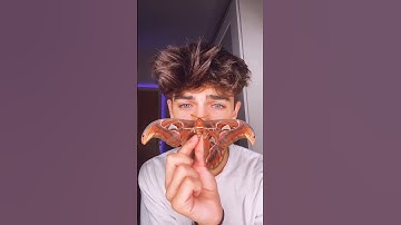 Kyle Thomas 💙 rip moth #kylethomas #shorts