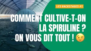 Découvrez la culture de spiruline fraîche