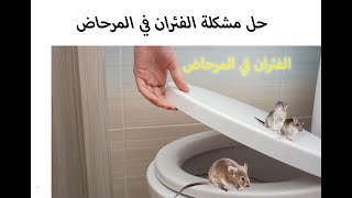 التخلص من الفئران في المنزل والمجاري