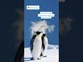 А вы видели пингвинов вживую? #youtubeshorts #животные #animals #факты #пингвины #penguin #топ5