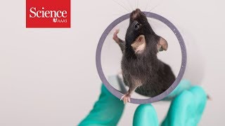 Are happy lab animals better for science?