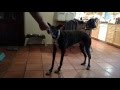 Greyhound in shoes!