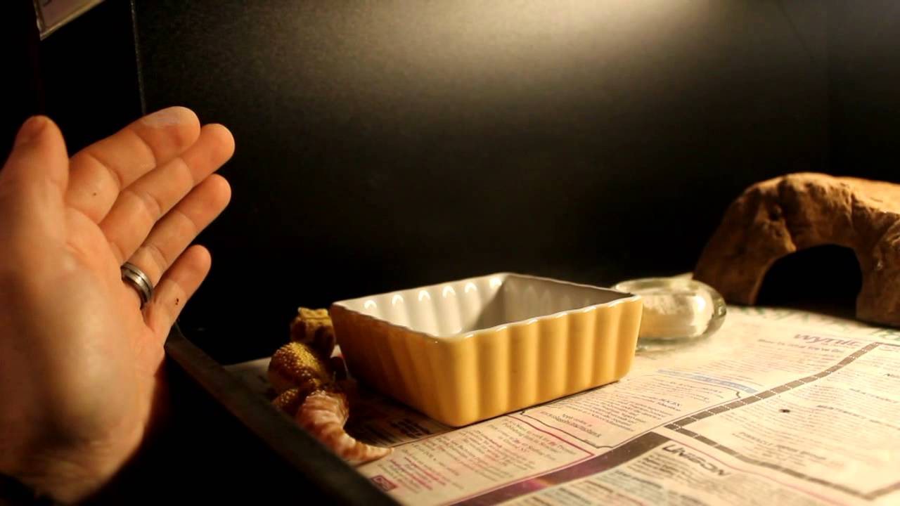 kids anka Rally For Reptiles Jason Rossi and YoungTierney