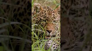 Exploring the Wild: Piccadilly Leopardess at Mala Mala Reserve