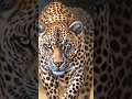 Leopard painting on canvas  outpostartorg