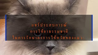 เมื่อแมวผมเป็นหวัด อาหารเสริมธรรมชาติสำหรับสุขภาพของแมว