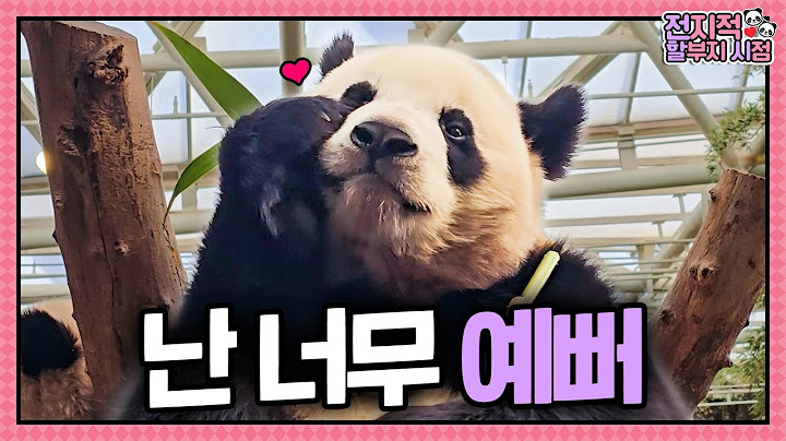 (SUB) [전지적 할부지 시점] ep.214 "벌써 일 년" 언니를 쏙 빼닮아가는 둥둥이들! 유난히 더 애틋하고 사랑스러웠던 바오패밀리의 일주일🌼│Panda World