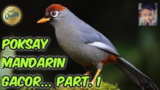 poksay mandarin gacor