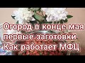 Что творится в огороде в конце мая. Как работает МФЦ.