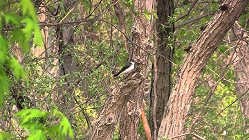 Tree Swallows - Ottawa NWR - Fledge, Feed & Flight