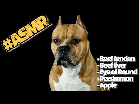 DOG ASMR RAW Beef tendon&Beef liver&Eyes of round&Persimmon&Apple MUKBANG #먹방 #강아지 #소고기 #과일 #asmr