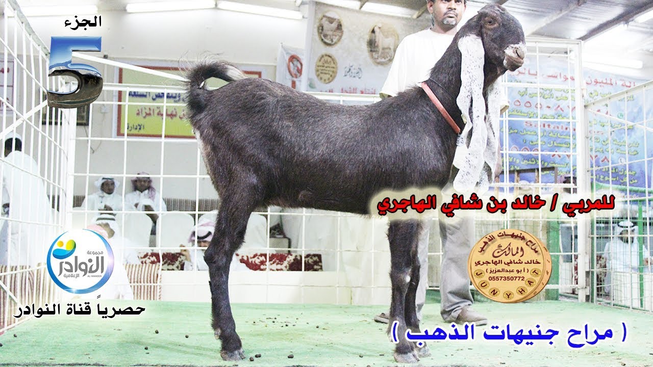 البيعة الخاصة للمالك/خالد بن شافي الهاجري(( صاحب مراح جنيهات الذهب))5