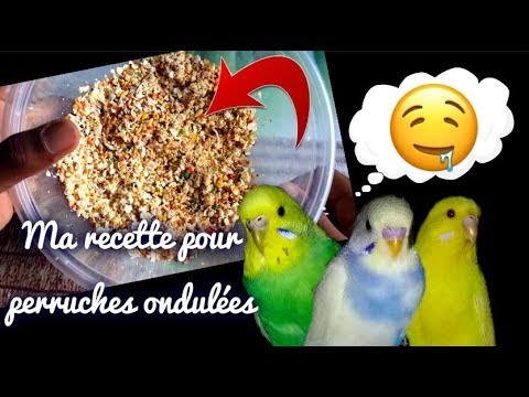 Vidéo: Quels sont les aliments sans danger pour les perruches?