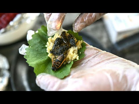 Video: Was fressen Zikaden?
