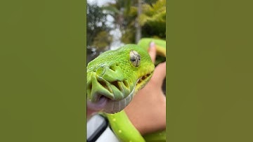 Our Green Tree python shed her skin! 🐍💚 #reptiles #animals #snake