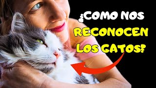 ¿Como RECONOCEN los GATOS  a sus DUEÑOS? by Mascotas Sanas Y Felices 54,860 views 4 months ago 8 minutes, 24 seconds