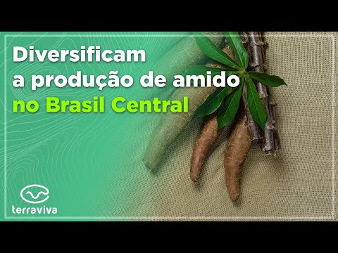 Embrapa lança cultivares de mandioca especialmente desenvolvidas para o Cerrado do Brasil Central