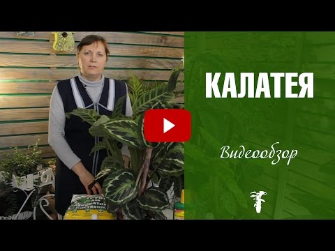 Калатея 🌿 Уход в домашних условиях