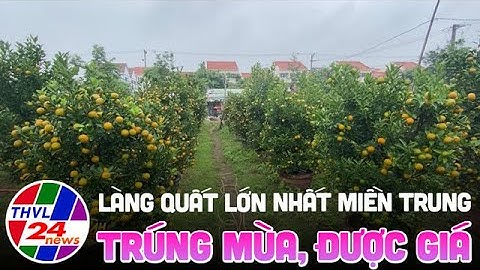 Làng quất lớn nhất miền Trung trúng mùa, được giá
