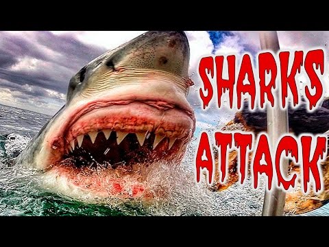 top-5-shark-movies