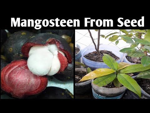 How To Grow Mangosteen From Seed. Easy To Grow From Seeds At Home