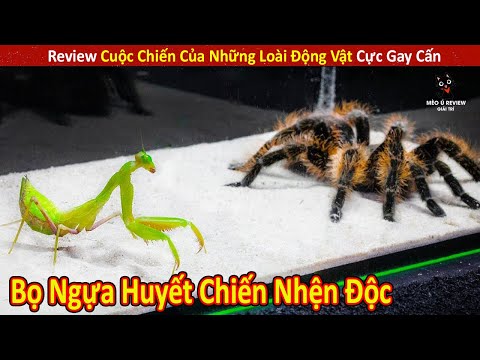 Video: Nhóm này cung cấp hy vọng cho những con chó được sử dụng trong thử nghiệm động vật