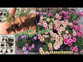 【挿し芽】増やして楽しむカリブラコア！"Calibrachoa" Propagate from Cuttings!