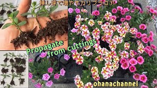 【挿し芽】増やして楽しむカリブラコア！"Calibrachoa" Propagate from Cuttings!