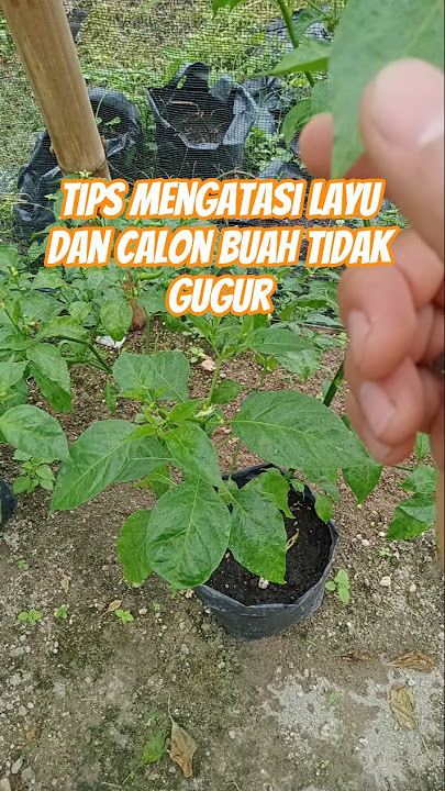 Tips mengatasi layu dan calon bauh tidak gugur