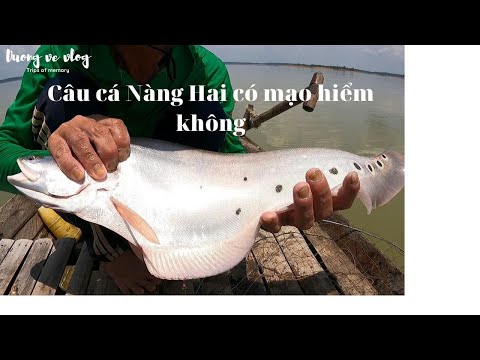 Video Nghề Câu Cá Nàng Hai l Câu Cá Thác Lác Cườm Có Gì Mạo... - youtube