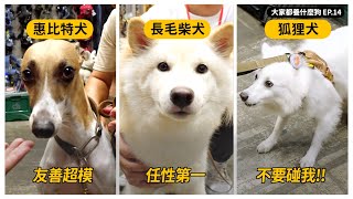 Download Lagu 會咬會兇?熊爸:「我牽!」,台中寵物展超模惠比特現身!|熊爸估狗 MP3 Download Lagu 會咬會兇?熊爸:「我牽!」,台中寵物展超模惠比特現身!|熊爸估狗 MP3