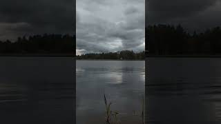Ловля плотвы в августе #asmr #поклевка #рыбалка #поплавок #плотва #fishing #клев #shorts