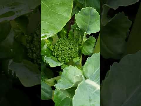 ভিডিও: Di Ciccio Broccoli কেয়ার - কিভাবে Di Ciccio Broccoli লাগাতে হয় তা শিখুন