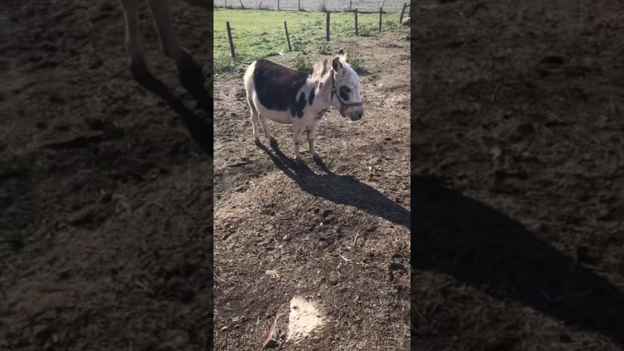 Pony’s and donkeys