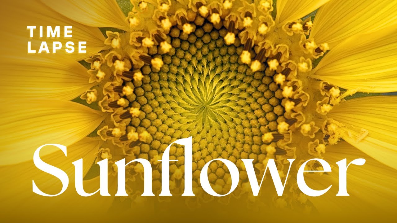 Timelapse: Watch Sunflowers Bloom