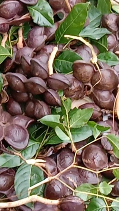 panen jengkol