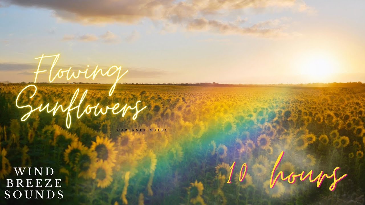 Sunflowers Flow Towards Sun | 10 Hours | Wind Breeze Sounds For ...